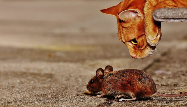 katze-frisst-maus-die-natuerlichste-ernaehrung-cc0-pixabay-alexas_fotos-180811_download In freier Natur fressen Katzen oft Mäuse.