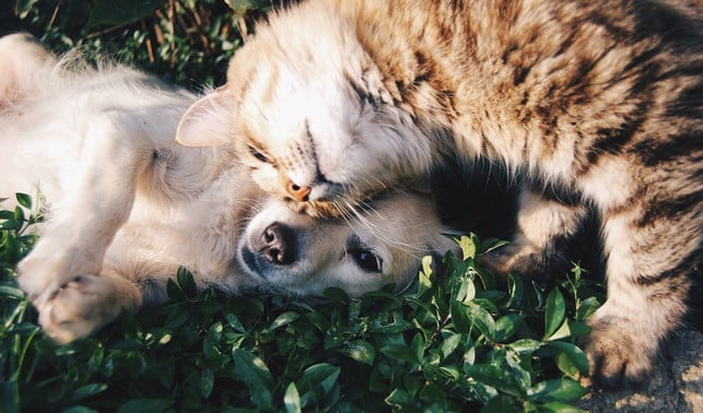 freundschaft-ist-ein-wichtiger-faktor-fuer-ein-gluec-cc0-pixabay-free-photos-200629_download Freundschaft ist ein wichtiger Faktor für ein glücklliches Leben und ein Kernaspekt der Positiven Psychologie.