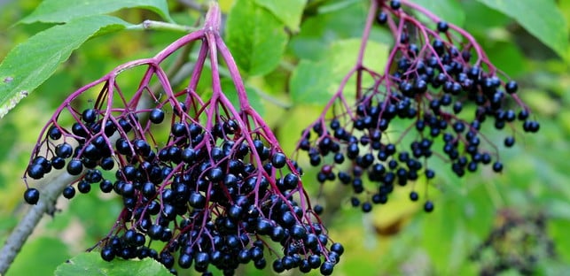 superfoods-holunderbeeren-pb-anemone123-170217-1280x600 Mindestens genauso gesund wie die Blüten: Holunderbeeren.