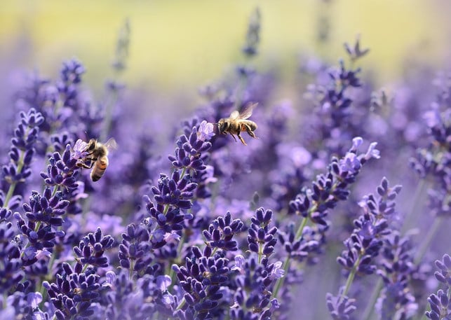 Lavender not only looks beautiful, but is also an excellent base for a calming tea.