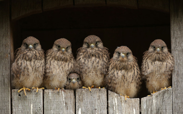 SA_Bild-1_neu_neu REWE Heimische Vögel