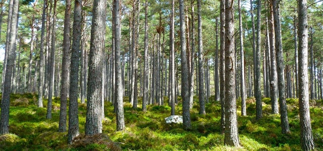 Ecosia pflanzt Bäume durch Suchanfragen