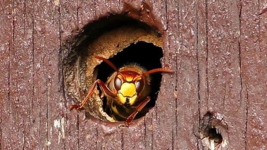 hornissennest-entfernen-cc0-pixabay-andyfaeth-200225 Hornissennest entfernen