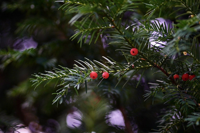 achtung-die-roten-beeren-wachsen-an-der-hochgifti-cc0-pixabay-mammiya-211014_download Achtung! Die roten Beeren wachsen an der hochgiftigen Eibe. Achte beim Ernten von Tannenwipfeln immer auf die richtige Baumart.