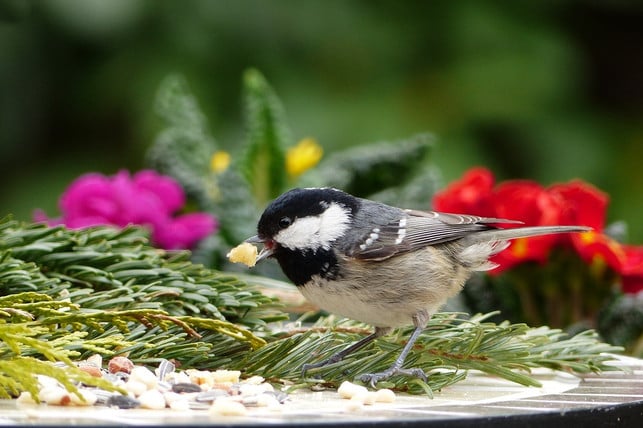 die-koernermischung-fuer-selbstgemachte-meisenknoedel-cc0-pixabay-oldiefan-190822_download Um Meisenknödel selber zu machen, solltest du möglichst viele verschiedene Körner, Nüsse und Samen verwenden.
