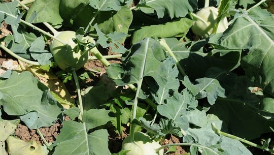 kohlrabiblaetter-cc0-pixabay-structuro-180608 Kohlrabiblätter