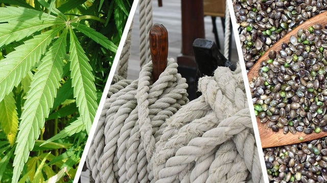 hanfpflanze-hanffaser-hanfsamen-cc0-pixabay-larslarsen-aronherne-ulleo-170807 Hanfpflanze Hanffaser Hanfsamen