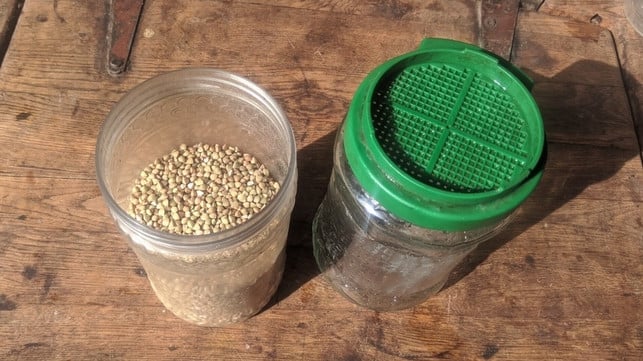 um-buchweizen-keimen-zu-lassen-brauchst-du-ledigl-pascal-thiele-utopiade-201020_download Um Buchweizen keimen zu lassen, brauchst du lediglich ein Keimglas und etwas Zeit.