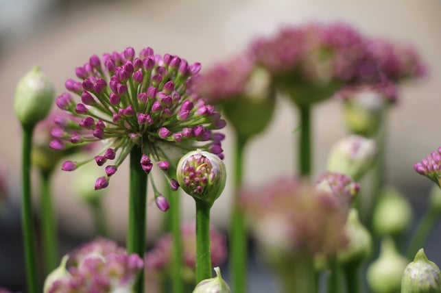 zierlauch-stellt-keine-hohen-ansprueche-an-standort-cc0-pixabay-lifotografie-200515_download Zierlauch stellt keine hohen Ansprüche an Standort und Boden.