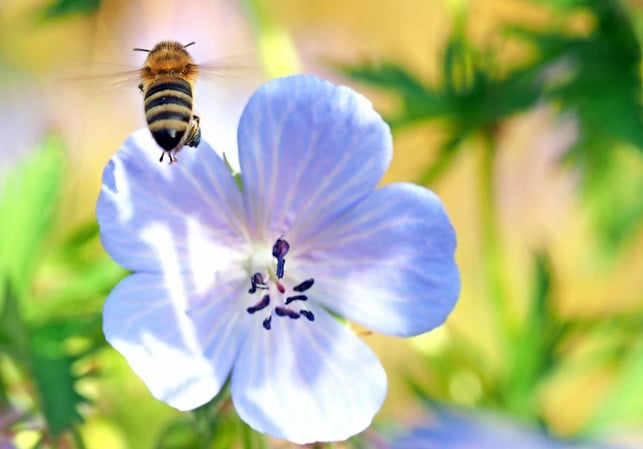 wildblumen-sind-wichtig-fuer-die-bestaeubung-cc0-pixabay-kie-ker-210706_download Wildblumen sind wichtig für die Bestäubung.