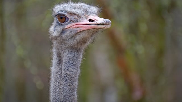 ostrich-effekt-cc0--pixabay--4379051-251021 ostrich effekt