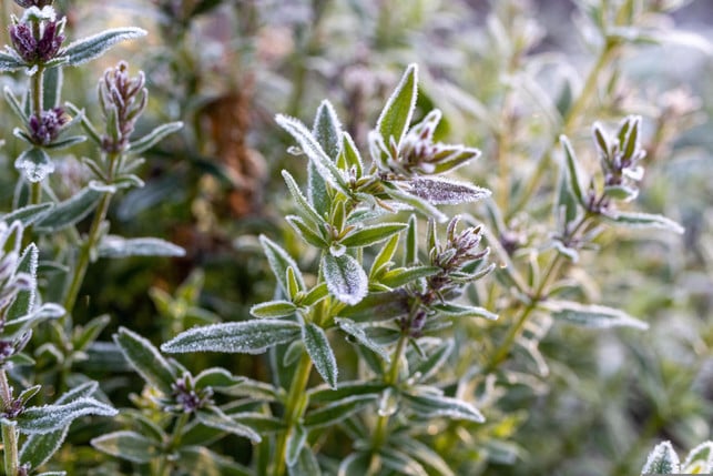 thymian-ist-grundsaetzlich-winterhart-bei-besonder-cc0-pixabay-andreygrachev-250321_download Thymian ist grundsätzlich winterhart, bei besonders niedrigen Temperaturen und langen Kälteperioden bedarf es möglicherweise zusätzlichem Schutz.