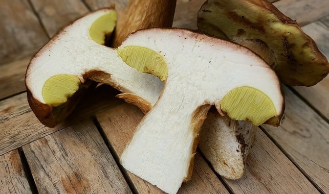 untersuche-steinpilze-bereits-im-wald-auf-ungezief-cc0-pixabay-cocoparisienne-200914_download Untersuche Steinpilze bereits im Wald auf Ungeziefer.