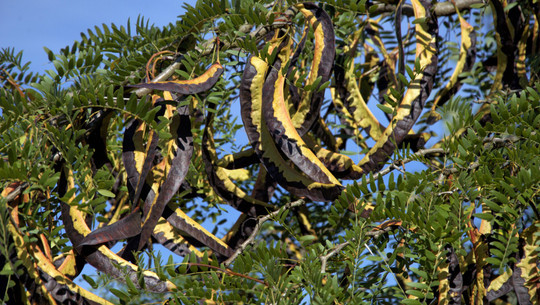 johannisbrotkernmehl-cc0--pixabay--niloblu-260402 Johannisbrotkernmehl