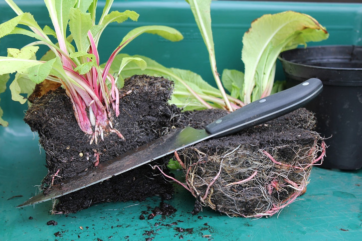plantago major variegata 6