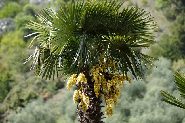 die-blueten-der-hanfpalme-sind-gelb-und-zeigen-sich-cc0-pixabay-marzena7-191028_download Die Blüten der Hanfpalme sind gelb und zeigen sich ab Mai.