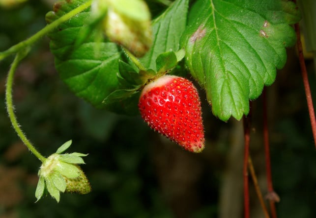 selbstgepflueckte-erdbeeren-zu-verzehren-ist-am-bes-cc0-pixabay-franz-niebauer-250326_download Selbstgepflückte Erdbeeren zu verzehren ist am besten.