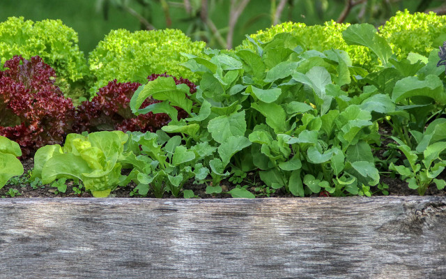 balkon-gemuese-salat-pb-cc0-planet_fox-210125-1280x800 Salat anbauen auf dem balkon