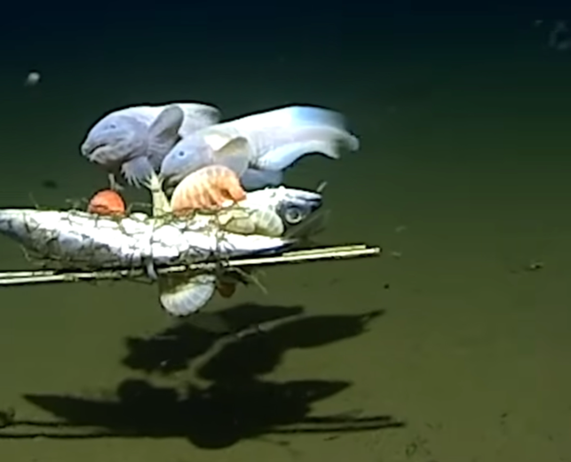 die-fische-haben-kleine-punktfoermige-augen-an-der-screenshot-wwwuwaeduau-230404_download Die Fische haben kleine, punktförmige Augen an der Oberseite des Kopfes.