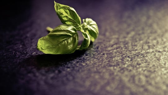 basilikum-geht-ein-cc0-pixabay-markusspiske-230425 Basilikum geht ein