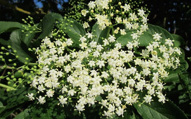 holunderblten-kannst-du-je-nach-region-und-standort-von-mai-bis-juli-sammeln-cc0-public-domain-pixabay-wikimediaimages-170623-1 Holunderblüten kannst Du je nach Region und Standort von Mai bis Juli sammeln.
