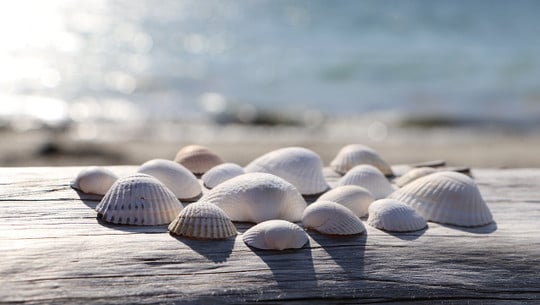 muscheln-souvenirs-cc0-pixabay-wflore-240723 muscheln souvenirs