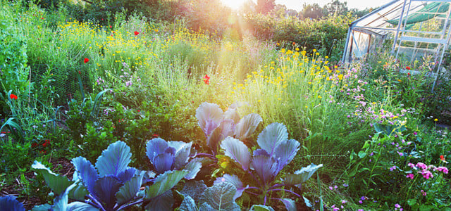 Tipps Bio Garten In einen Bauerngarten passen Zier- und Nutzpflanzen gleichermaßen.