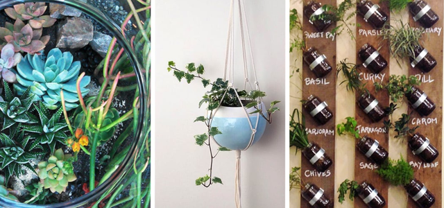 Zimmerpflanzen: kreative Ideen