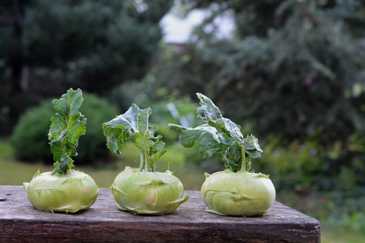 junge tomatenpflanzen düngen Bio Tomaten Dünger flüssig main image 0