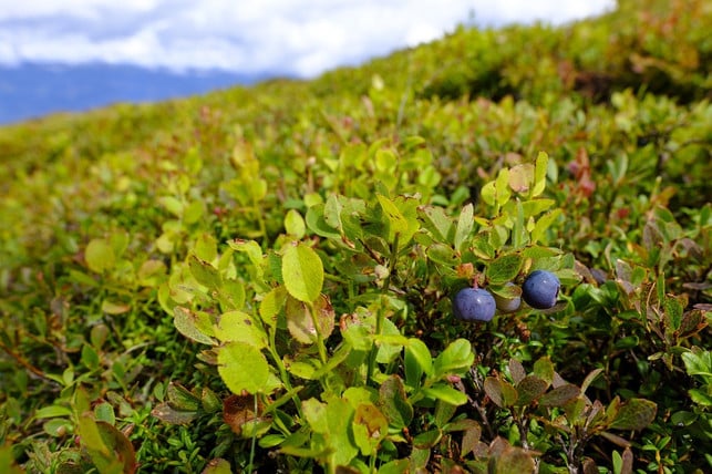 wilde-heidelbeeren-wachsen-deutlich-niedriger-als-cc0-pixabay-bru-no-200623_download Wilde Heidelbeeren wachsen deutlich niedriger als Kulturheidelbeeren.