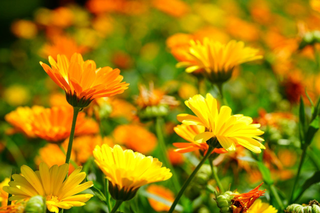 You can easily make a healing ointment from marigolds (Calendula Officinalis).