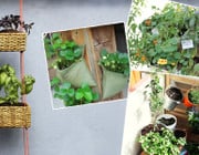 Urban Gardening: Ideen und Tipps zum Balkon-bepflanzen