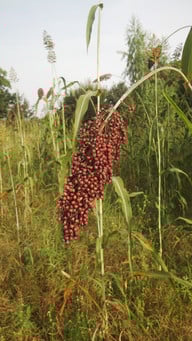 unterschiedliche-sorghum-arten-haben-unterschiedli-cc0-pixabay-trasmo-191108_download Unterschiedliche Sorghum-Arten haben unterschiedliche Inhaltsstoffe