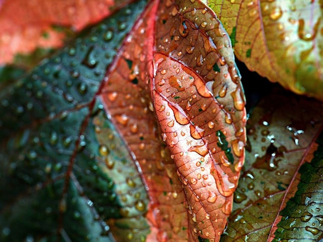 pflanzen-koennen-ihre-umwelt-wahrnehmen-cc0-pixabay-ignartonosbg-230809_download Pflanzen können ihre Umwelt wahrnehmen.