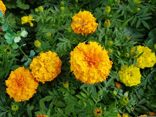 wunderschoen-und-effektiv-gegen-schaedlingsbefall-s-cc0-pixabay-fun_loving_cindy-250405_download Wunderschön und effektiv gegen Schädlingsbefall: Studentenblumen gehören aus vielen Gründen unbedingt in deinen Garten.