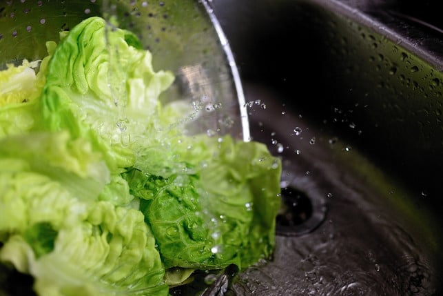 wasche-die-blaetter-gruendlich-um-blattlaeuse-am-sal-cc0-pixabay-congerdesign-230605_download Wasche die Blätter gründlich, um Blattläuse am Salat zu entfernen.