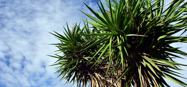 Yucca Palme pflegen
