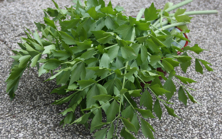 rittersporn dünger Rittersporn 'Ciel Bleu' (x5) - Delphinium ciel bleu