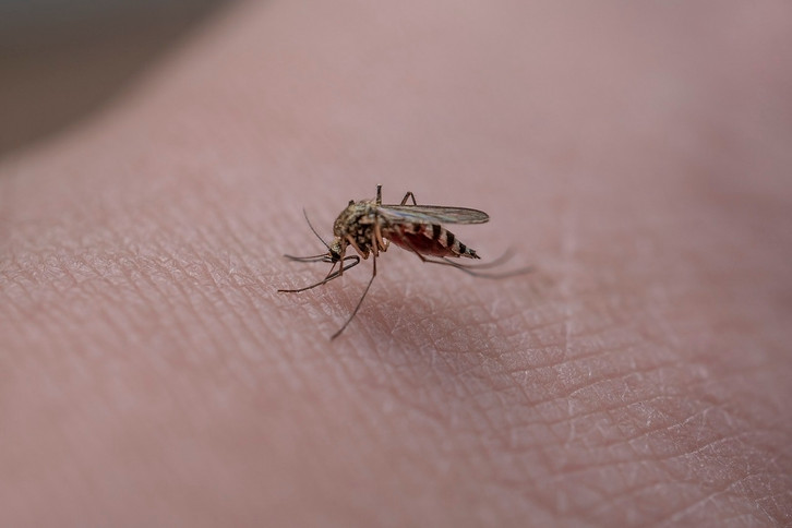 a-mosquito-bite-allergy-results-in-s-cc0-pixabay-mikuaalto-230812_download If you have a mosquito bite allergy, there will be severe swelling around the bite site.