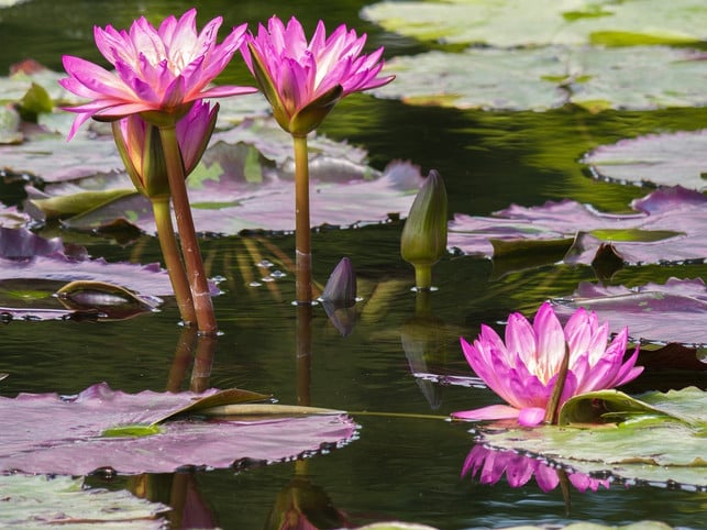 leider-werden-viele-kleine-gewaesser-durch-pestizid-cc0-pixabay-chiemseherin-221127_download Leider werden viele kleine Gewässer durch Pestizide oder andere Chemikalien verschmutzt.