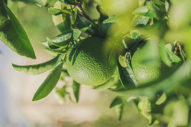 bevor-du-deine-zitruspflanze-zum-ueberwintern-reinh-cc0--unsplash--silvan-schuppisser-251020_download Bevor du deine Zitruspflanze zum Überwintern reinholst, solltest du sie nochmal zurückschneiden.