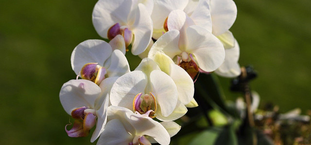 Wie oft Orchideen gießen