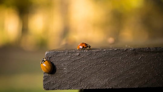 Warum gibt es im Oktober und November so viele Marienkäfer? Warum gibt es im Oktober und November so viele Marienkäfer?