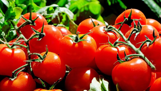 Tomato allergy: symptoms, causes and what you can do - Techzle