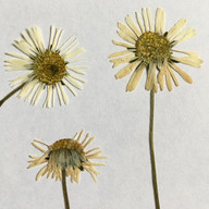 die-klassische-methode-gepresste-blumen-cc0-public-domain-pixabay-provinzdesigner-180607_download Die klassische Methode: gepresste Blumen.