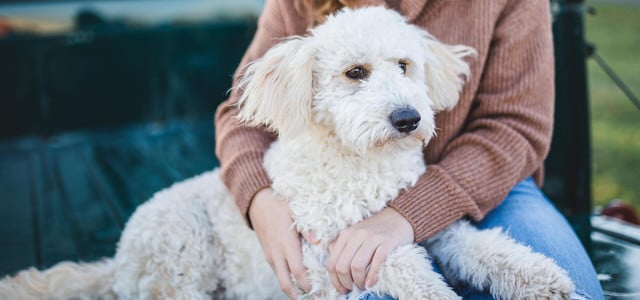 Wer einen Hund adoptiert, sollte die 3-3-3-Regel kennen (Foto: CC0 / Pixabay / Cparks) Hund adoptieren