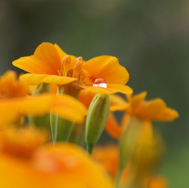 gewuerztagetes-halten-auch-laengeren-trockenphasen-s-cc0-pixabay-dagmary-210420_download Gewürztagetes halten auch längeren Trockenphasen stand.