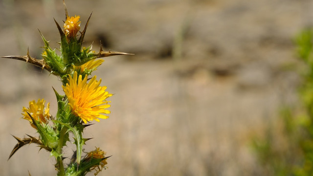 disteloel-cc0pixabaybru-no-181014 Distelöl