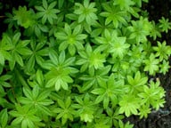 waldmeistersirup-selber-machen-der-waldmeister-da-cc0-pixabay-zrenate-180503_download Waldmeistersirup selber machen: Der Waldmeister darf nicht blühen.