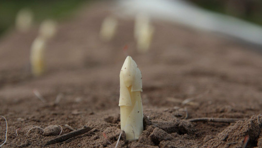 spargel-pflanzen-cc0-pixabay-becker-photography-210518 Spargel pflanzen